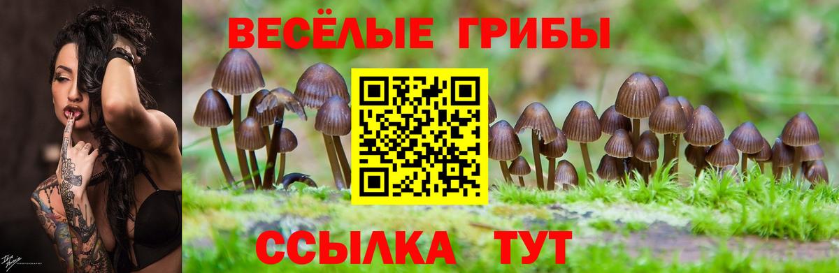 Псилоцибиновые грибы GOLDEN TEACHER  Псилоцибиновые грибы мицелий  Вход с VPN  Бердск 